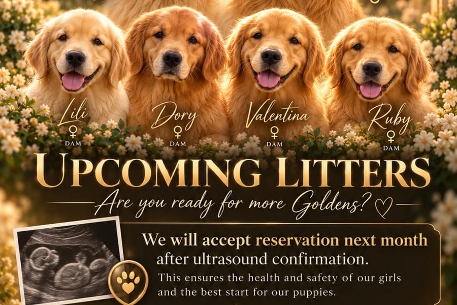GRD Kennel outdoor facilities in Dubai