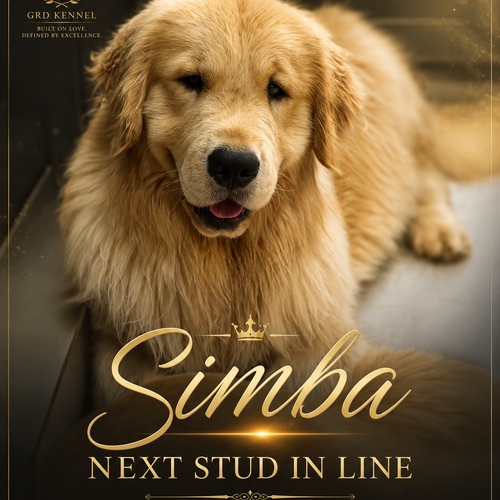 Sophie — Golden Retriever puppy at GRD Kennel