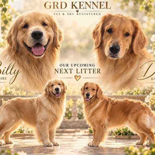 Sir Billy — Golden Retriever puppy at GRD Kennel
