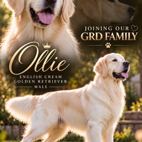 Ollie — Golden Retriever puppy at GRD Kennel